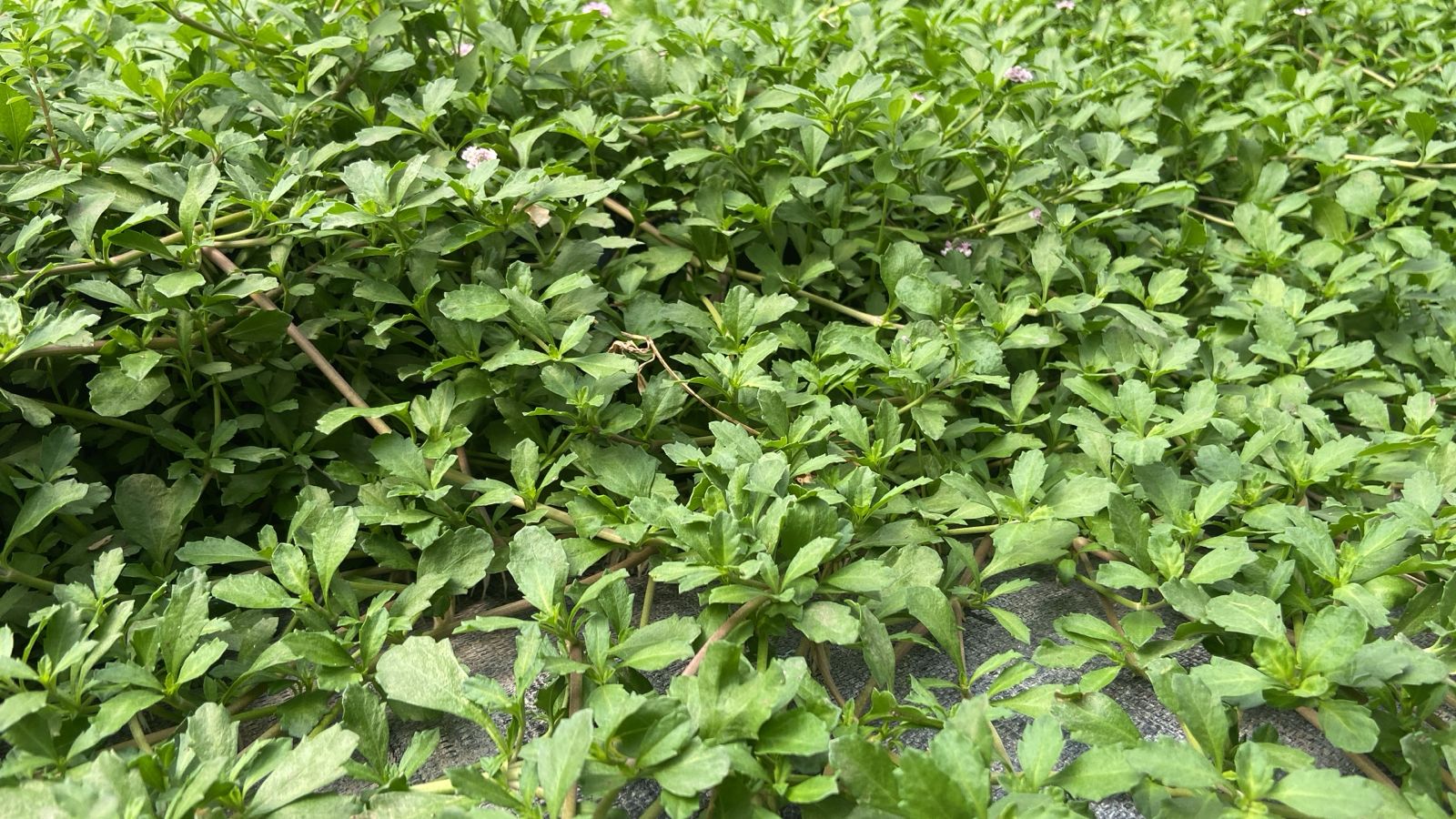 Proyecto Tiqui Tiqui 07